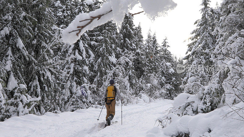 穷乡僻岭的滑雪者沿着雪域森林中的小径