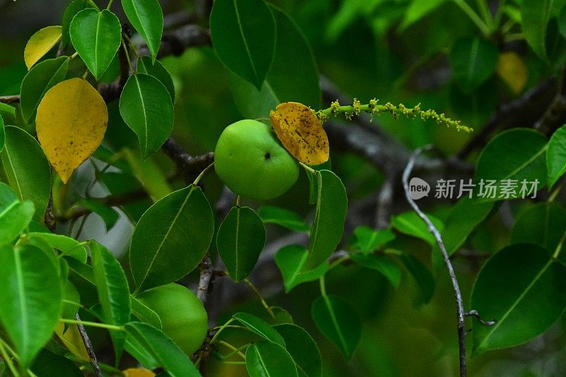 近距离观察番石榴树的果实、叶子和花穗