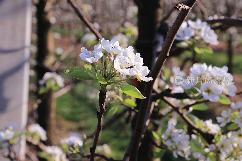 春天梨园开花