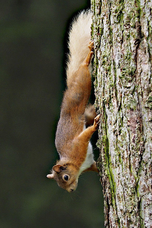 一只红松鼠从苏格兰松树上下来