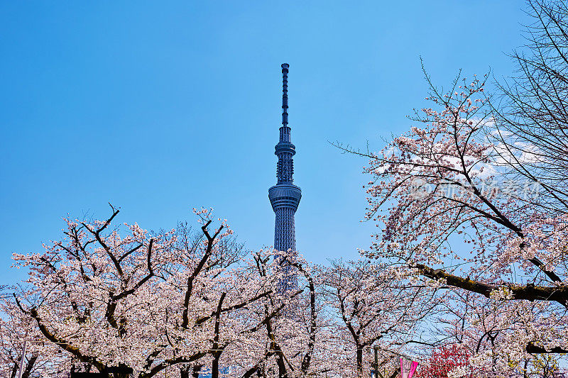 东京天空树和粉红色樱花的特写，东京，日本