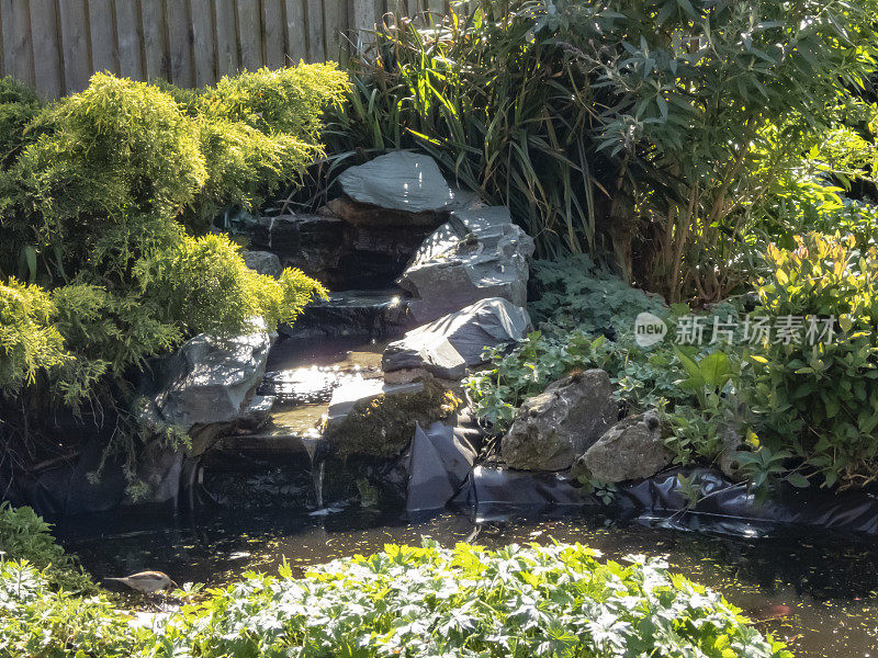 花园池塘干涸