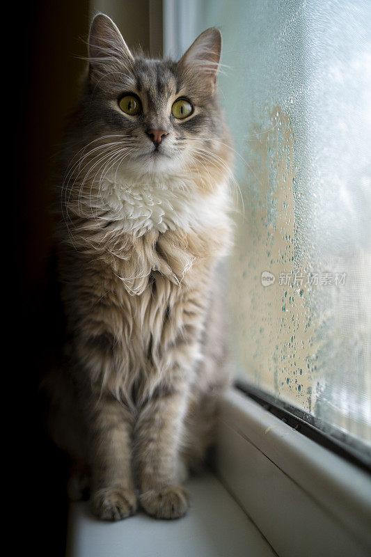 凯蒂看雨