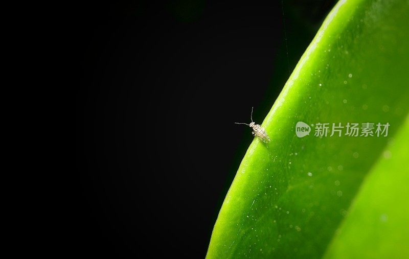 小树皮蝇(又名树皮蝇)，扁翅目;叶子边缘的一种植物