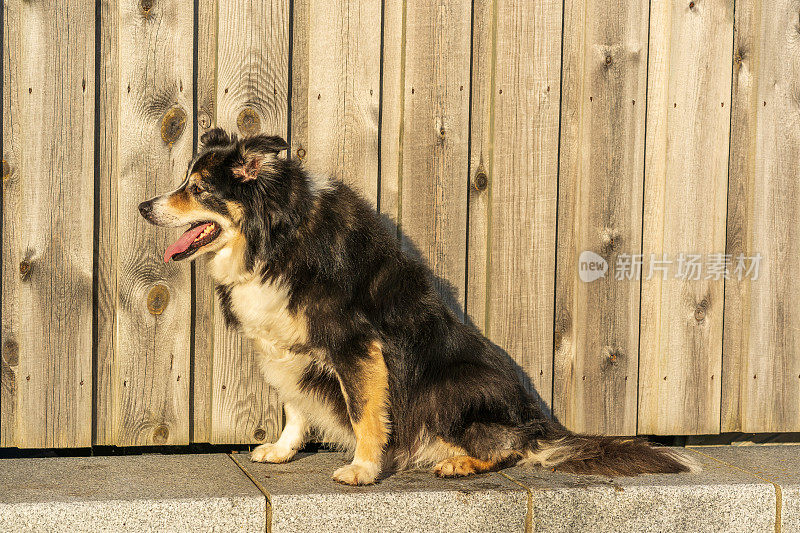 博德牧羊犬坐在木篱笆前