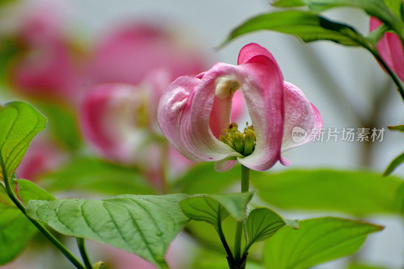 山茱萸花的极端特写照片，被花瓣状苞片包围