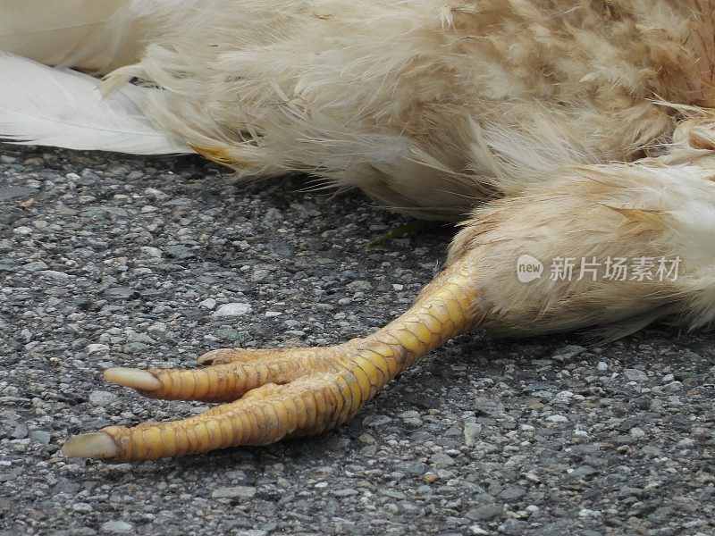 母鸡在街上被杀