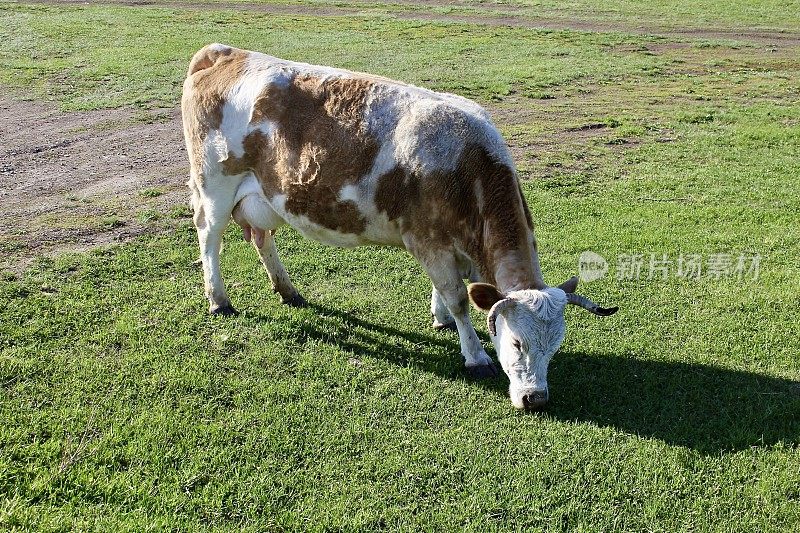 乌拉尔地区的一个村庄里，一头长着红点的白奶牛正在啃绿草
