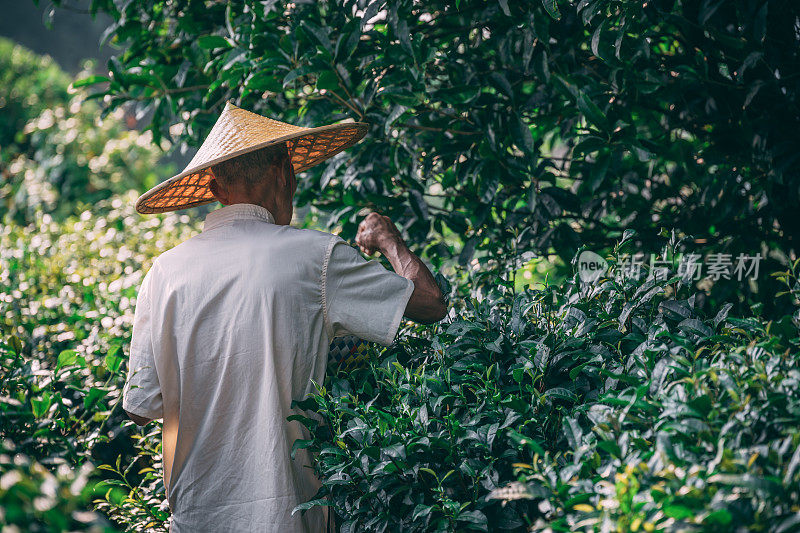 戴着亚洲传统帽子的老人在种植园里采茶