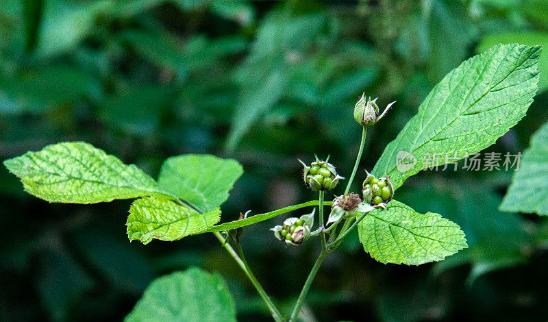 成熟和未成熟的黑莓在灌木上有选择性的焦点。一些黑莓。