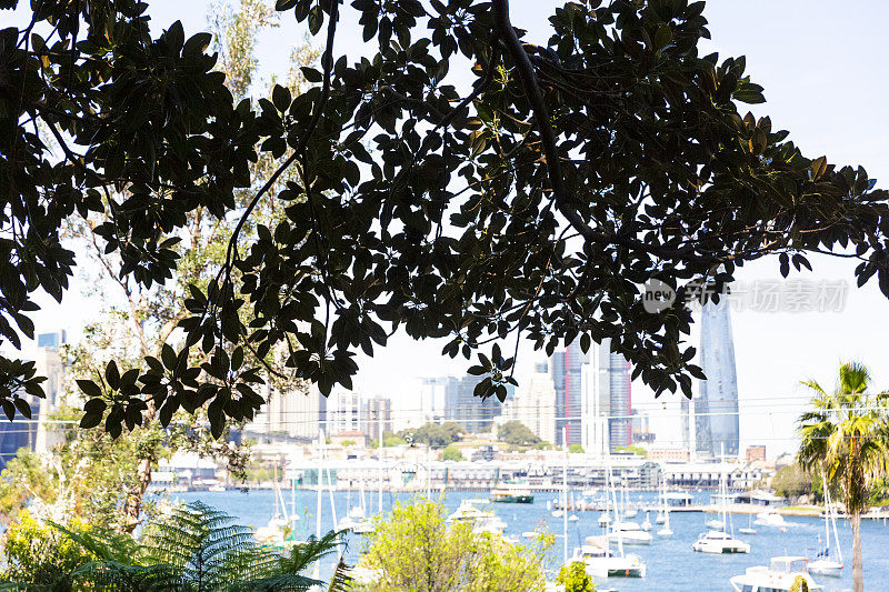 通过无花果树查看海湾和城市，背景与复制空间