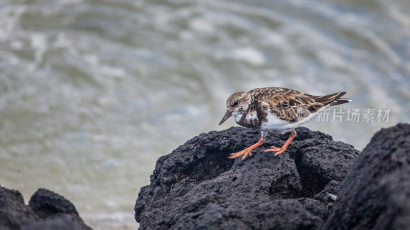 加拉帕戈斯群岛，红润turnstone，有衣领的旅游(Arenaria解说)。