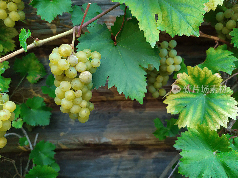 美丽的成熟白葡萄串在木制的背景。绿色的树叶。葡萄熟了。酿酒。美丽的葡萄树。