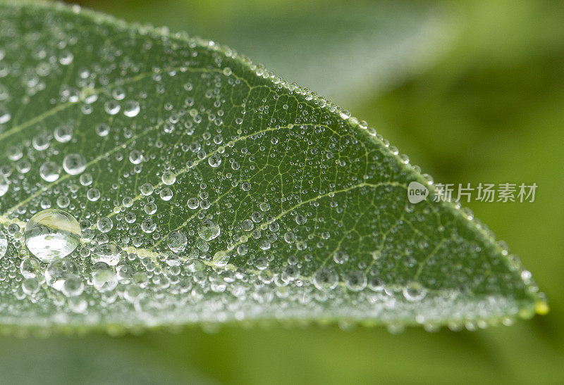 小雨打在叶