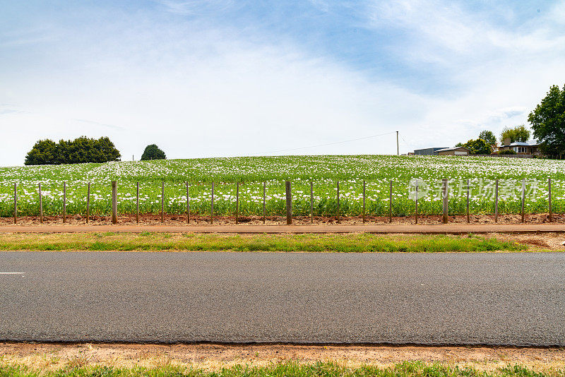 澳大利亚塔斯马尼亚州东北部的塔斯曼高速公路上的罂粟田