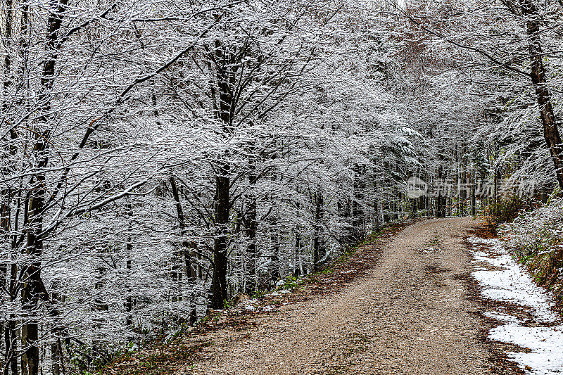 美丽的霜冻森林和阿尔卑斯山冬天，Primorska，斯洛文尼亚，欧洲