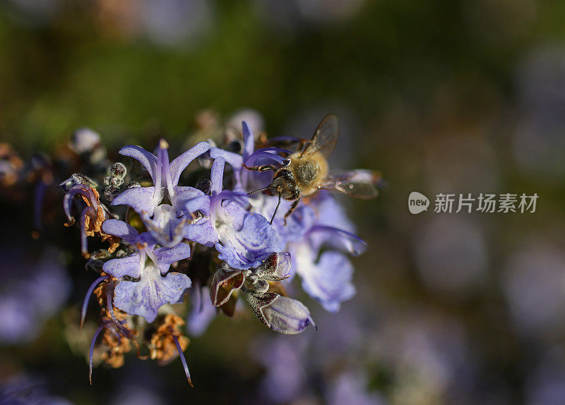 蜜蜂在薰衣草植物上授粉的近距离图像
