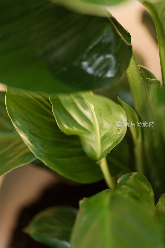 在明亮的自然光下，一株和平百合(Spathiphyllum)植物的绿叶茂盛，白色的Spadix被罕见的双Spathe包围