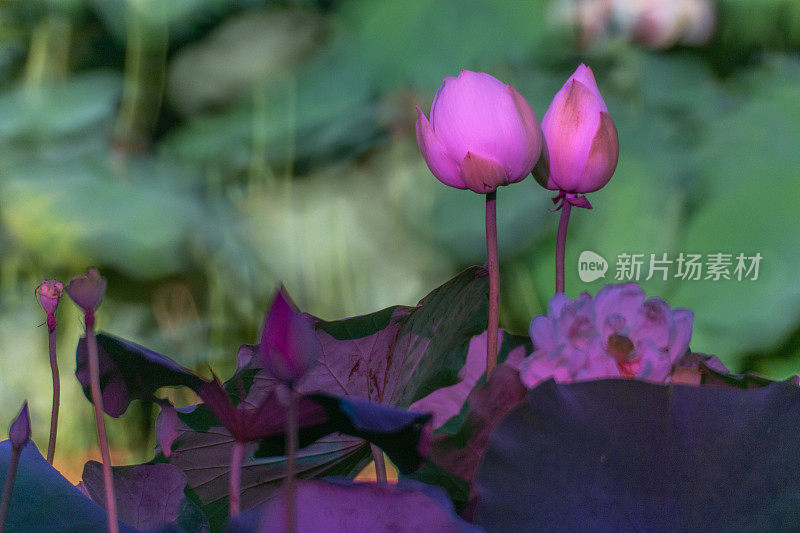 两个崭露头角的莲花