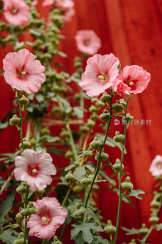 花alcea，玫瑰红，常见的蜀葵，在户外的红色墙壁在夏天