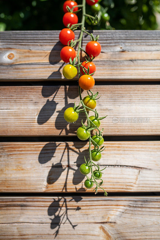 详细的西红柿在一个提高床上的阳台
