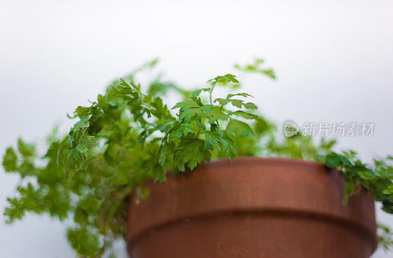 香菜植物近距离;白色背景与复制空间