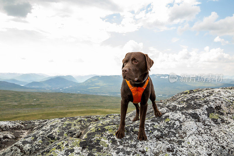 快乐巧克力拉布拉多猎犬戴着动物挽具站在挪威的一个山顶上