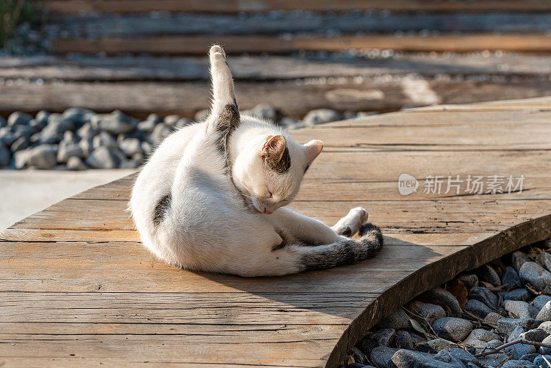 在大流行期间，流浪猫在空的阿拉卡蒂(Alaçatı)的木制地方清洁