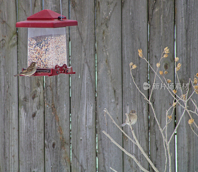 鸟在一个鸟喂食器和在一个灌木上-冬天的季节
