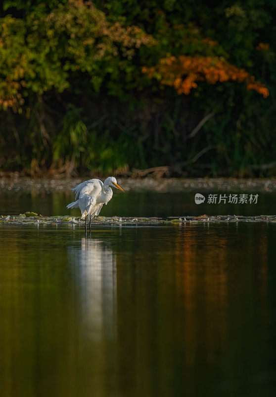 白鹭