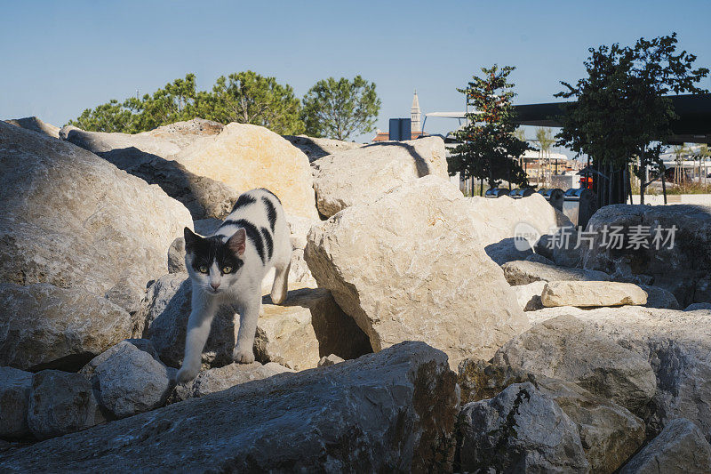 克罗地亚罗维尼的黑猫和白猫在巨大的岩石上行走