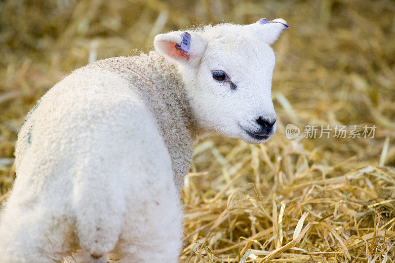 农场里白脸新生的莱恩小羊