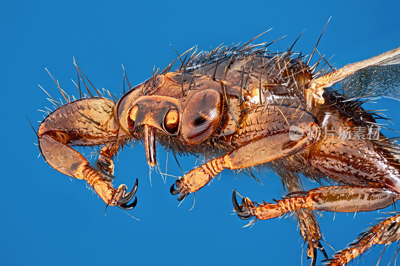 虱蝇(河马科，鹿蝇，鹿蝇)5倍显微镜下，蓝色背景分离。