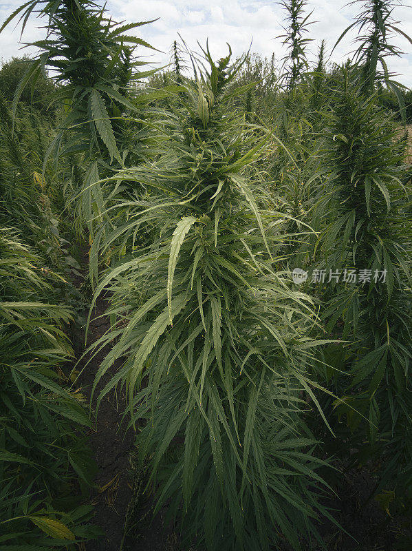 在收获前关闭大麻田的农场。农业职业。医用大麻种植园。