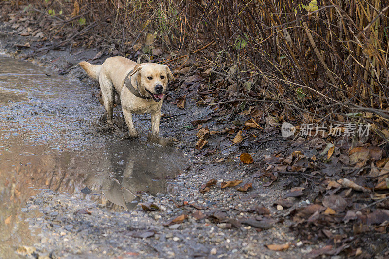 小狗在泥泞的路上