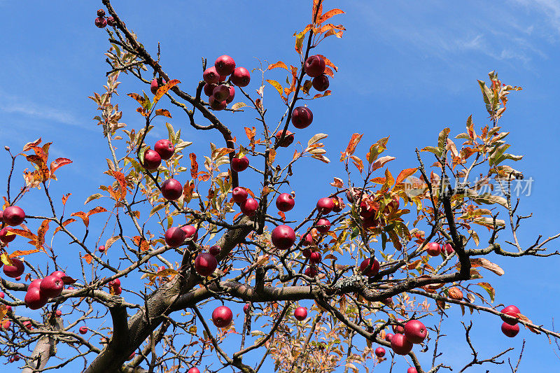 最后几个成熟的红苹果还挂在树上