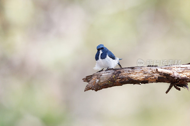 捕蝇鸟:成虫群青捕蝇鸟或白眉蓝捕蝇鸟