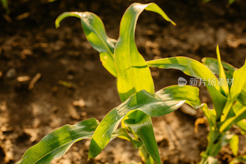 田间种植玉米