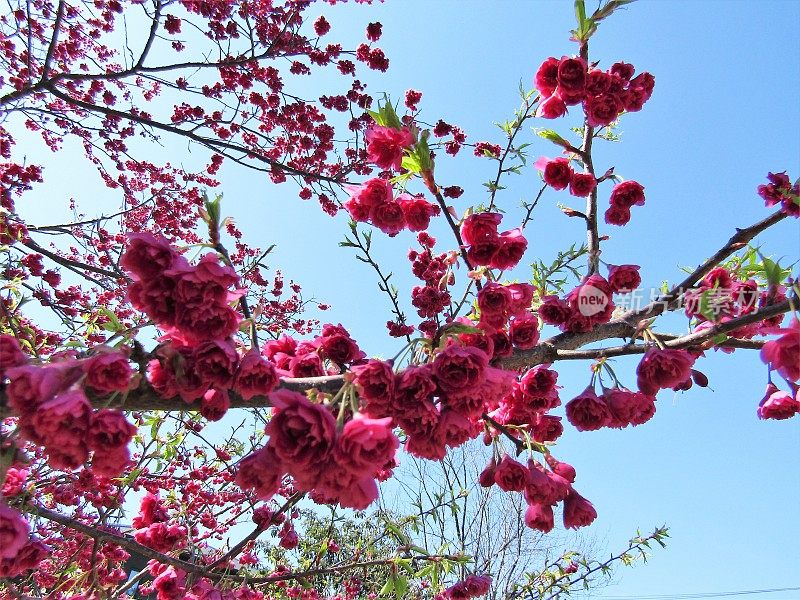 日本。3月。杏树开花了。