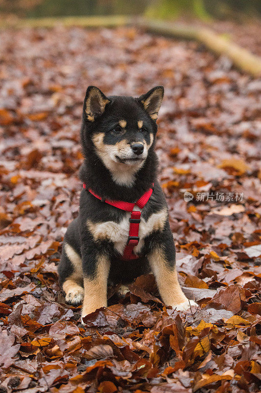 一只9周大的柴犬在探索大自然