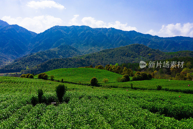 大茶园景