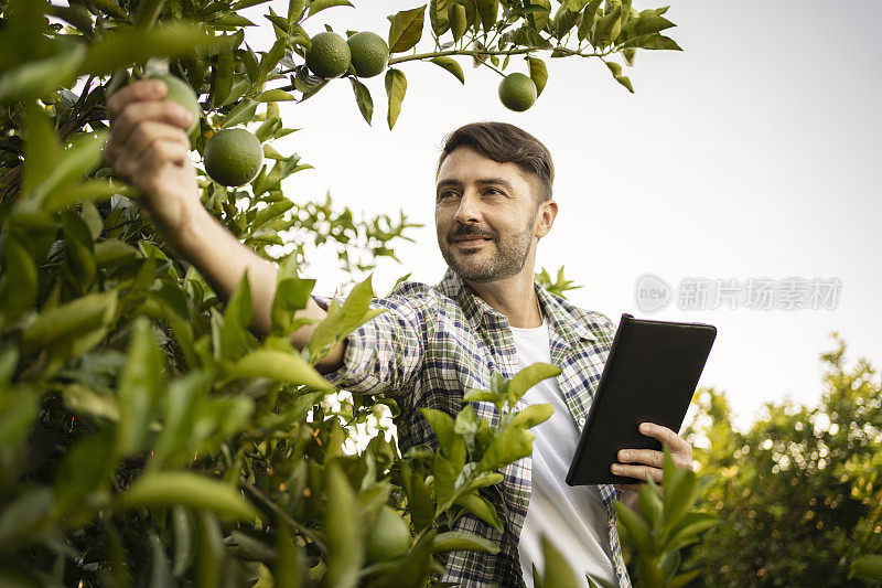 橘子种植园的农业技术人员的肖像与平板