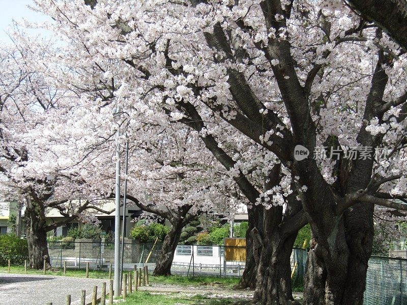 日本。3月底。到处都是樱花。