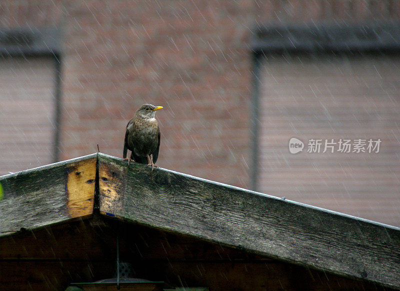 黑鸟在雨中