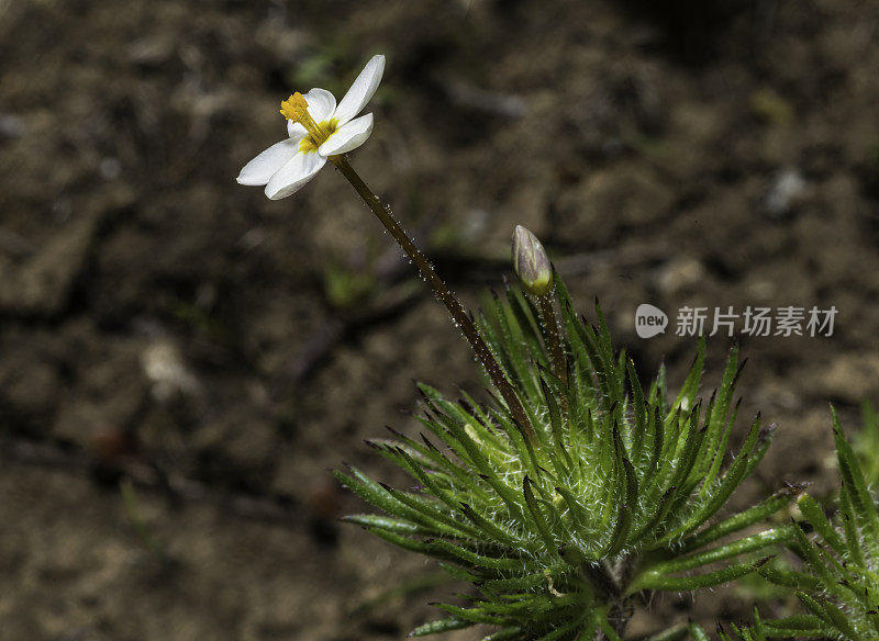 地下三叶草，地下三叶草或地下三叶草，是一种三叶草，原产于欧洲西北部，从爱尔兰东部到比利时。引进和发现生长在Pepperwood自然保护区;圣罗莎;索诺玛县Califo