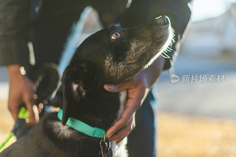 非洲裔美国Z一代男性花时间与他的宠物狗照片系列