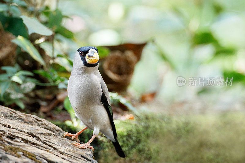 雀鸟:成年日本大翅雀，大翅雀或斑翅雀