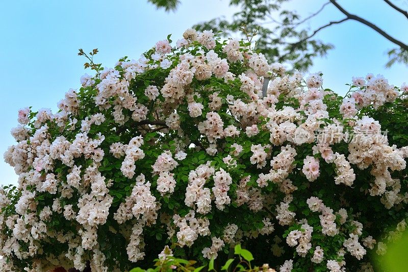 玫瑰花映衬蓝天