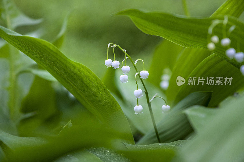 在晨曦中，山谷里百合娇嫩的花朵。