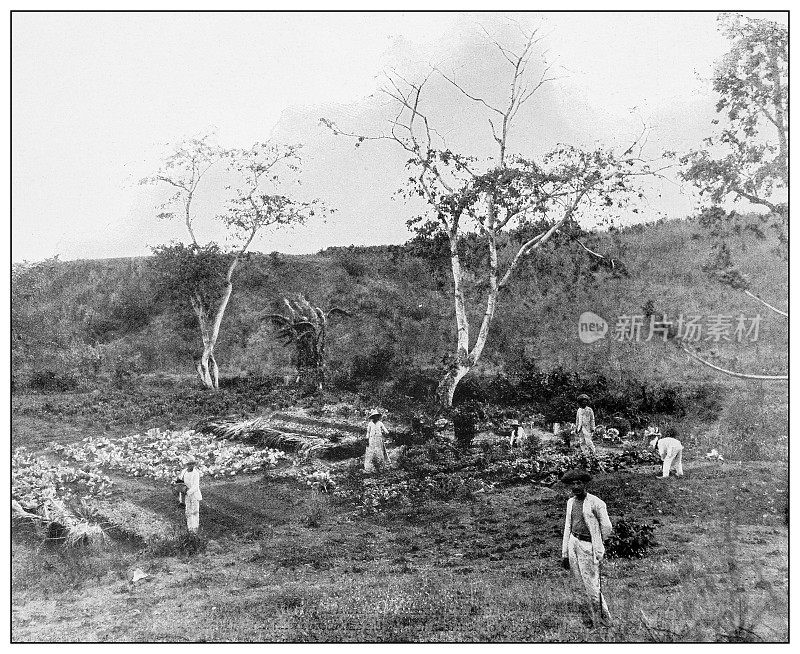 古董黑白照片:青年岛烟草种植园